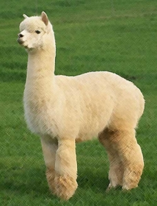 esempio di alpaca huacaya