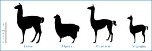 camelidi sudamericani