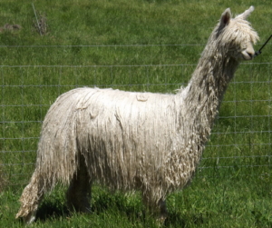 esempio di alpaca suri