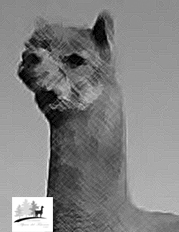 profilo alpaca